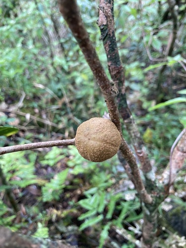 Guarea glabra (Glabrous muskwood) — photo