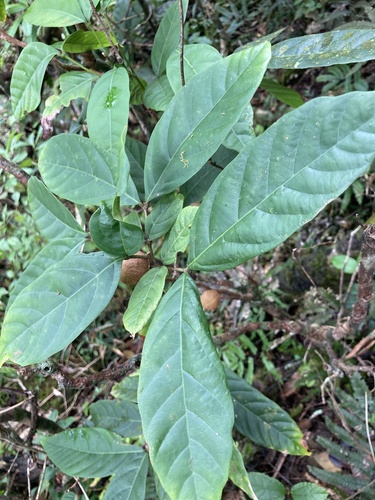 Guarea glabra (Glabrous muskwood) — photo