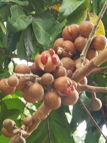 Guarea grandifolia (Nicaragua muskwood) — photo