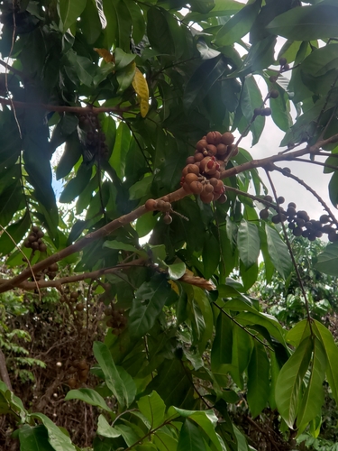 Guarea grandifolia (Nicaragua muskwood) — photo