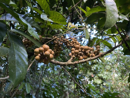 Guarea grandifolia