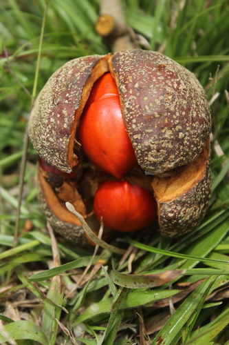 Guarea kunthiana (Kunth muskwood) — photo