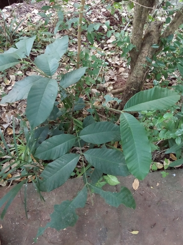 Guarea kunthiana (Kunth muskwood) — photo