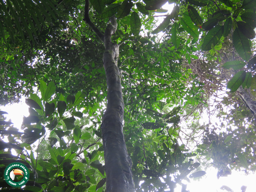 Guarea silvatica