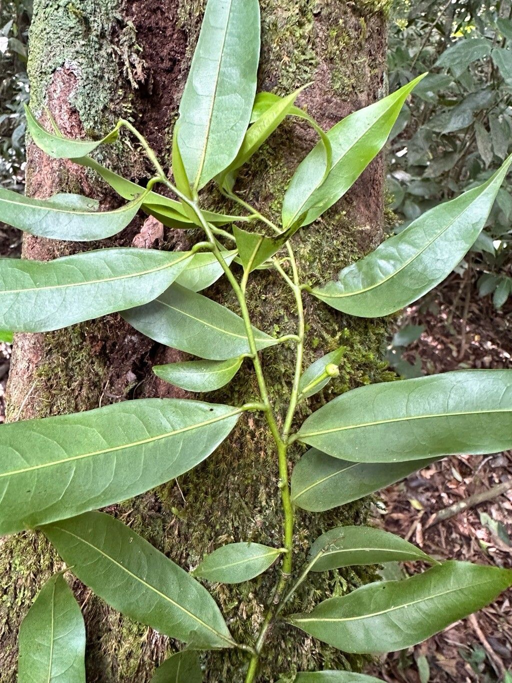 Guatteria autralis