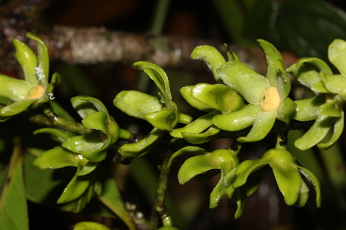 Guatteria blepharophylla — photo