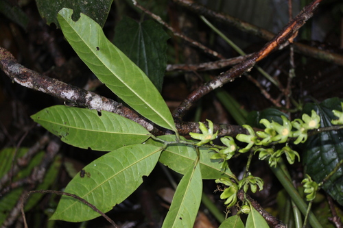 Guatteria blepharophylla — photo