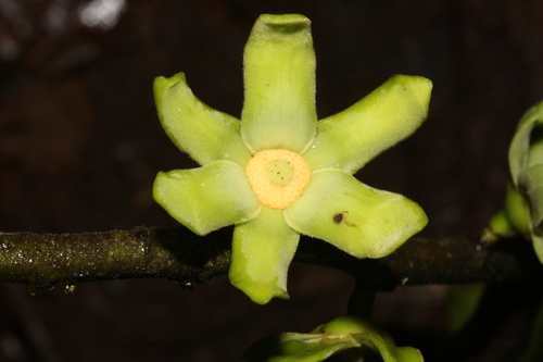 Guatteria blepharophylla