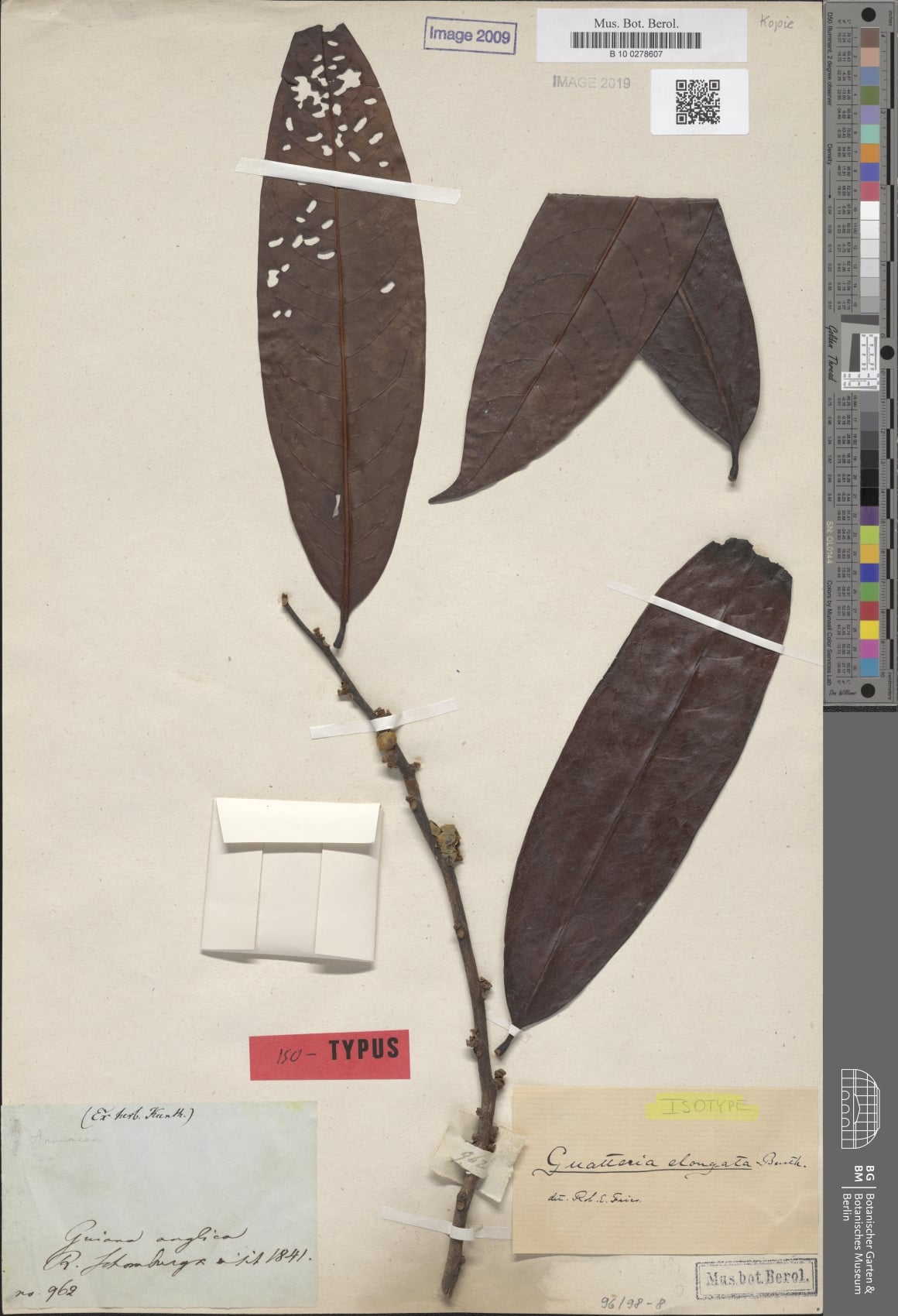 Guatteria elongata — photo
