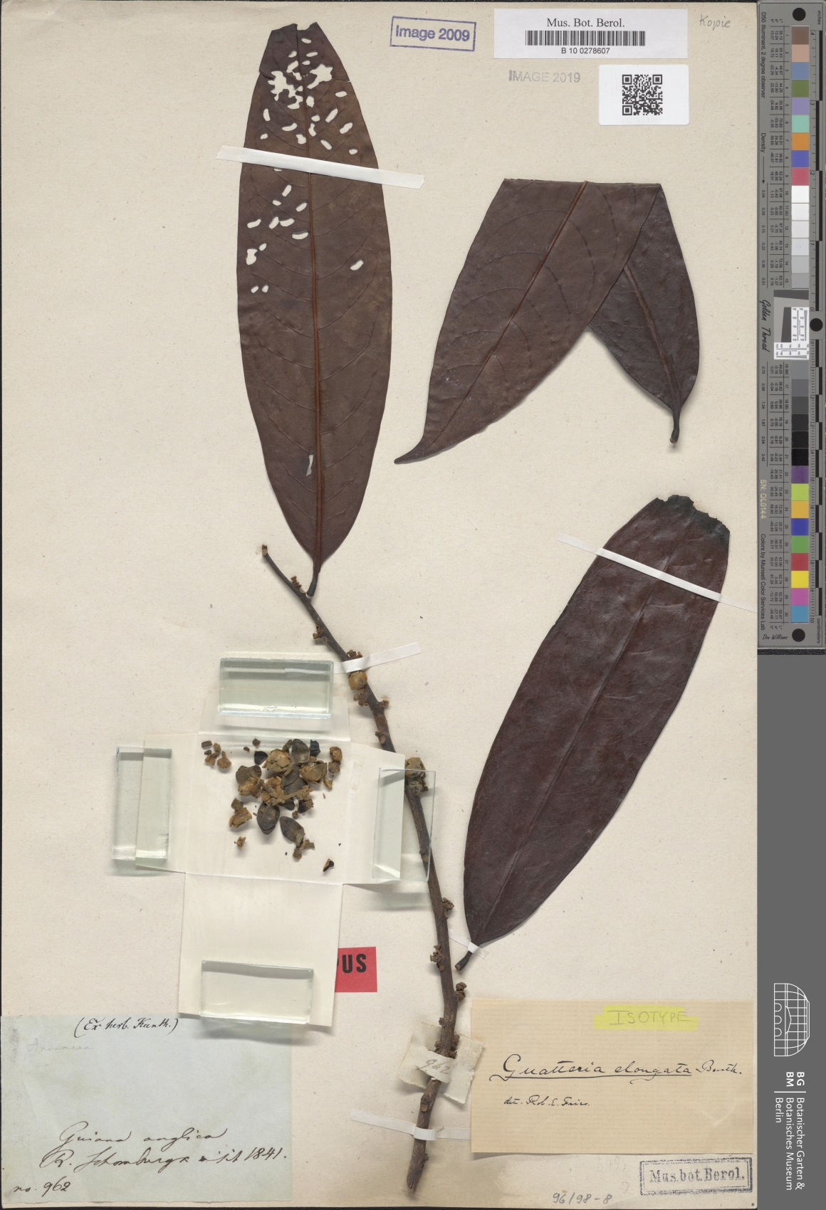Guatteria elongata — photo