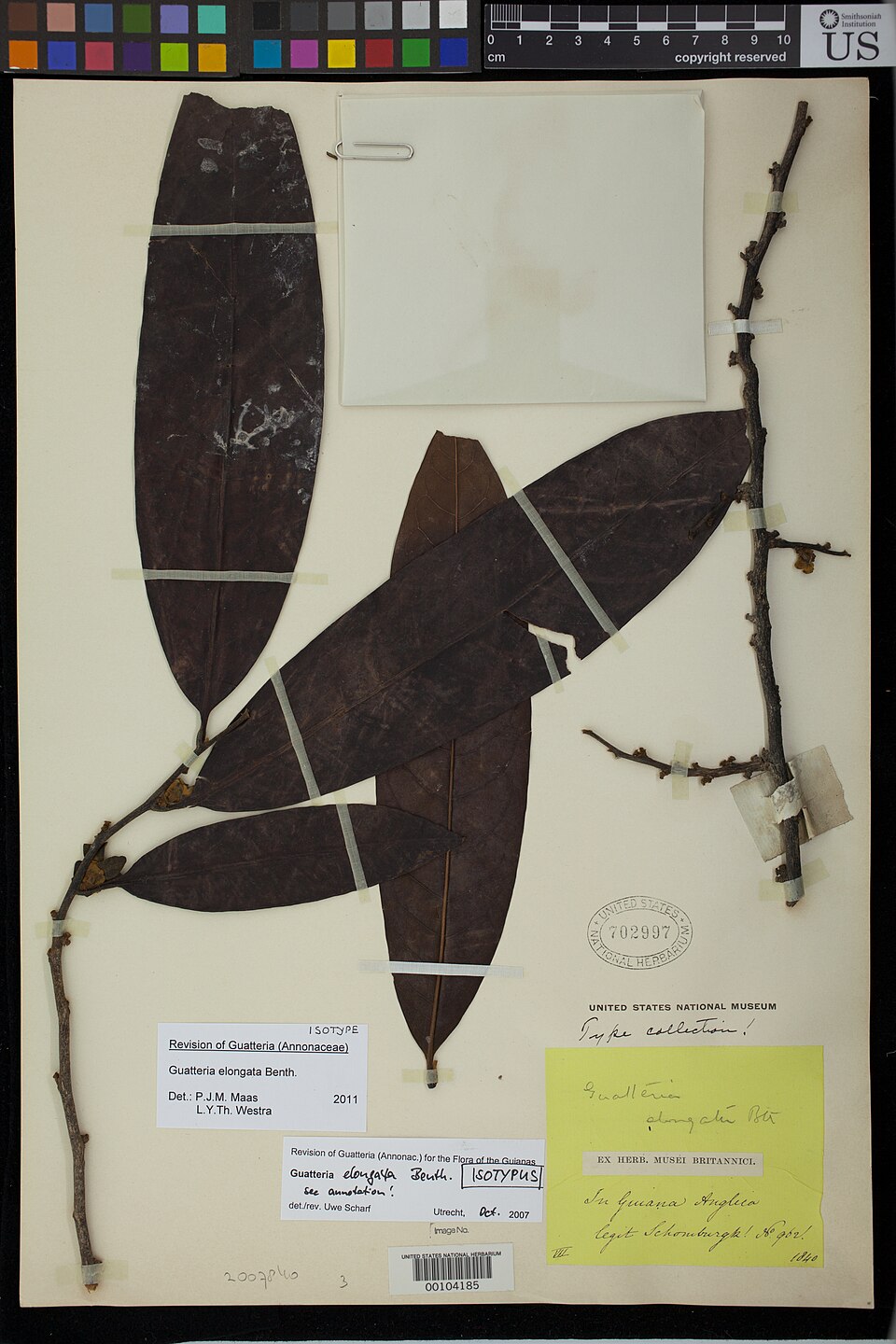 Guatteria elongata