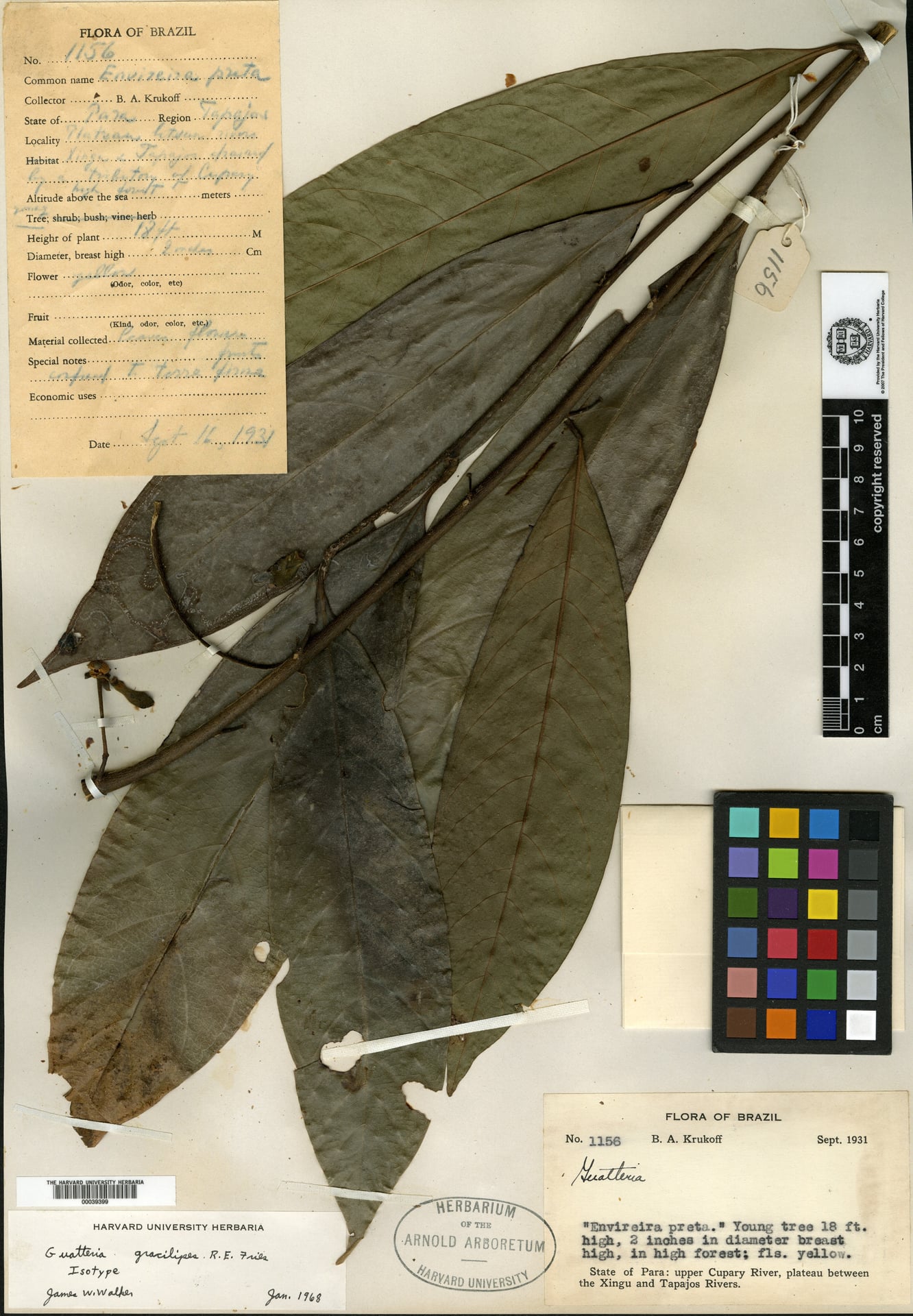 Guatteria gracilipes