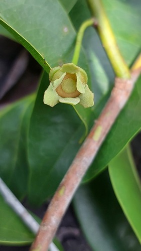 Guatteria maypurensis