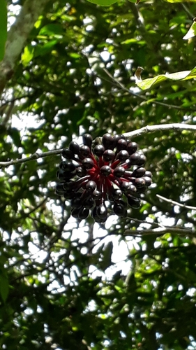 Guatteria nigrescens (Blackish guatteria) — photo