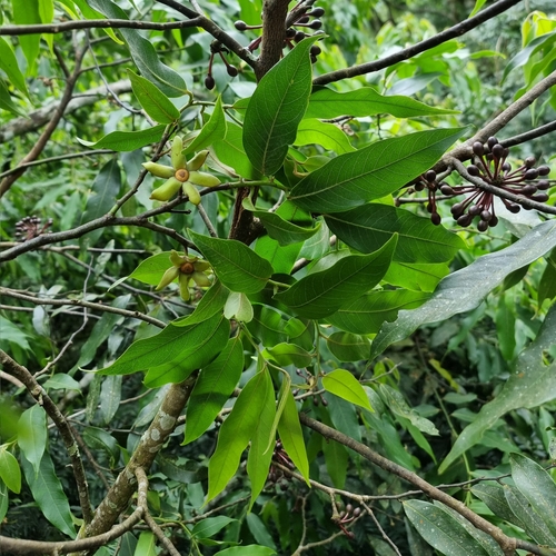 Guatteria nigrescens