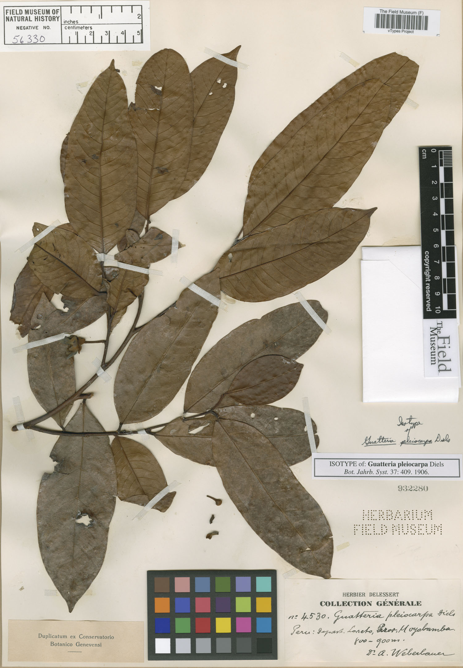 Guatteria pleiocarpa — photo