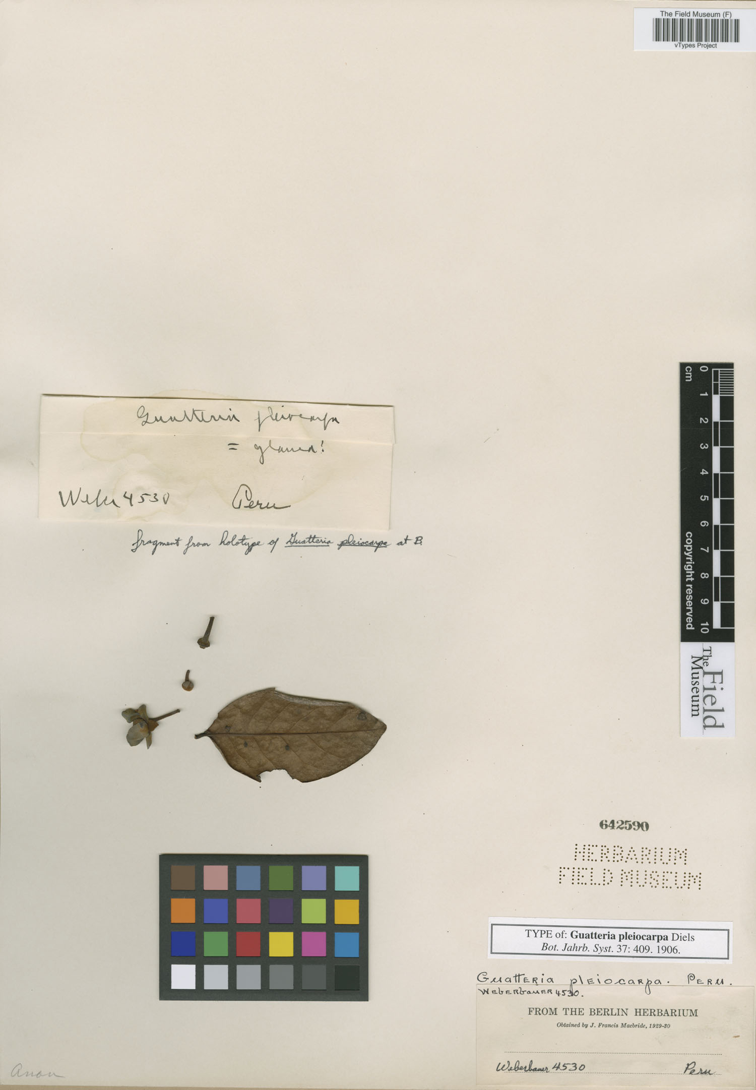 Guatteria pleiocarpa — photo