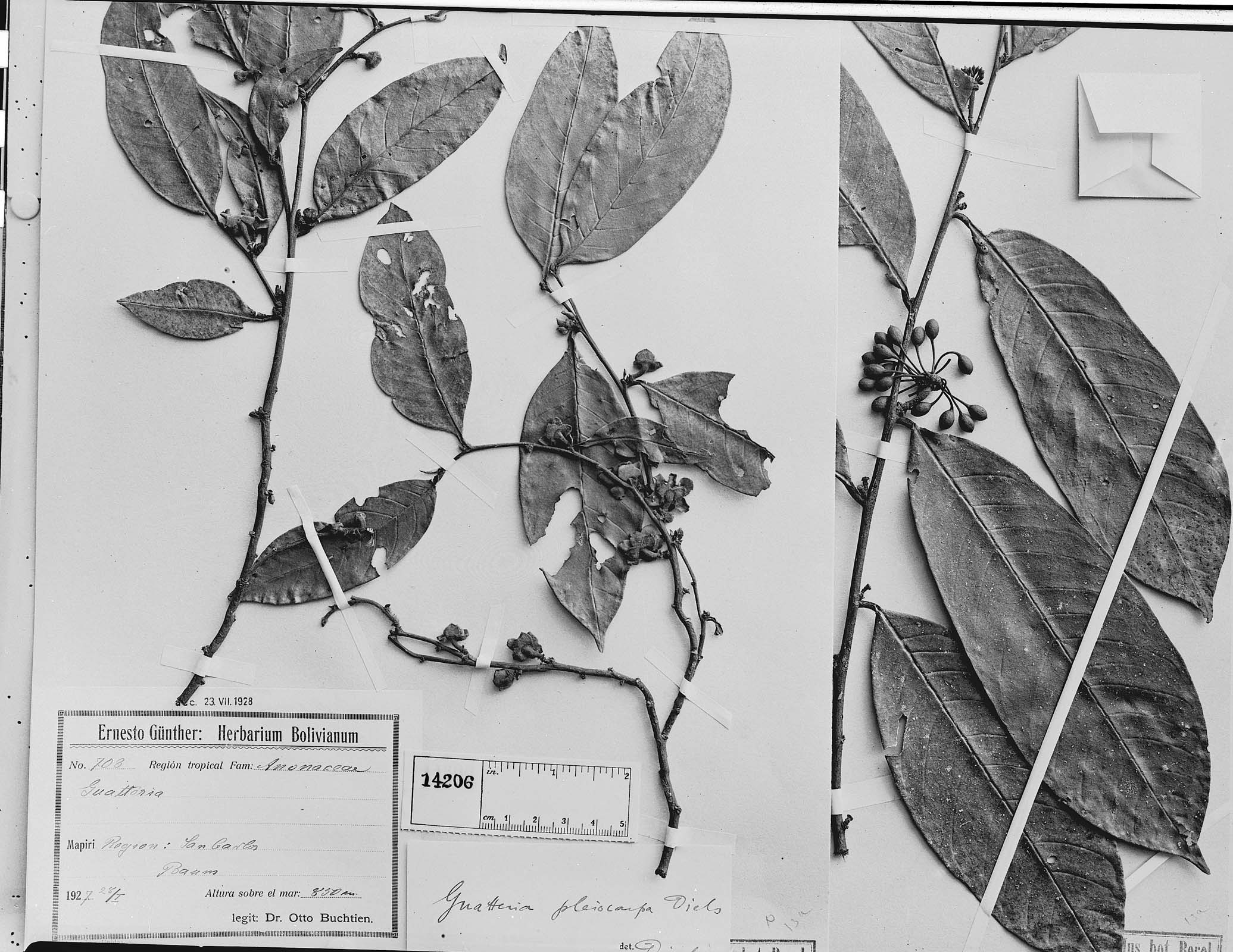 Guatteria pleiocarpa