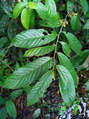 Guatteria punctata