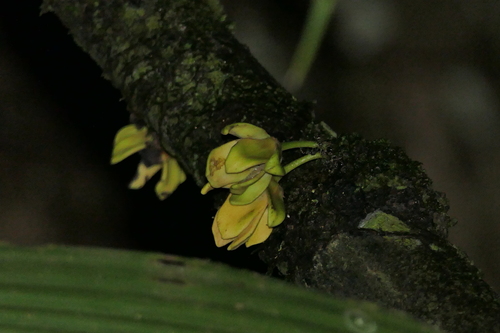 Guatteria scandens — photo