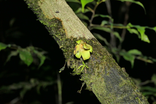 Guatteria scandens — photo