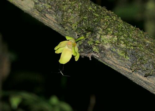 Guatteria scandens