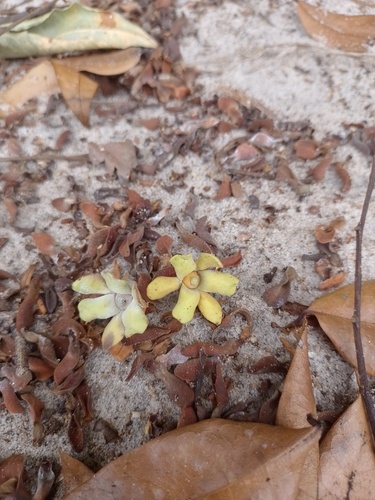 Guatteria schomburgkiana