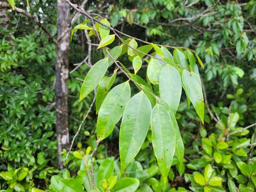 Guatteria schomburgkiana — photo