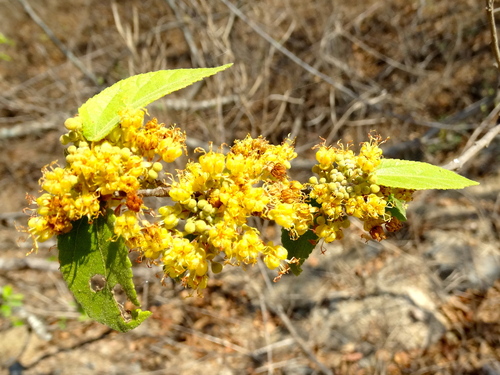 Guazuma ulmifolia (West Indian elm) — photo