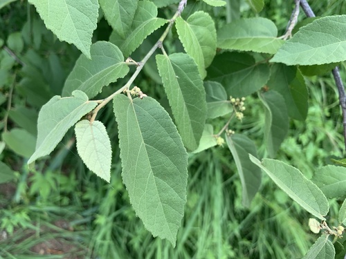 Guazuma ulmifolia (West Indian elm) — photo