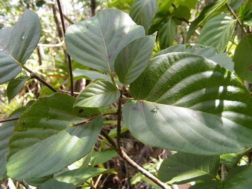 Guettarda argentea (Silvery velvet seed) — photo