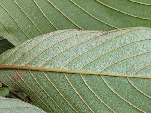 Guettarda argentea (Silvery velvet seed) — photo