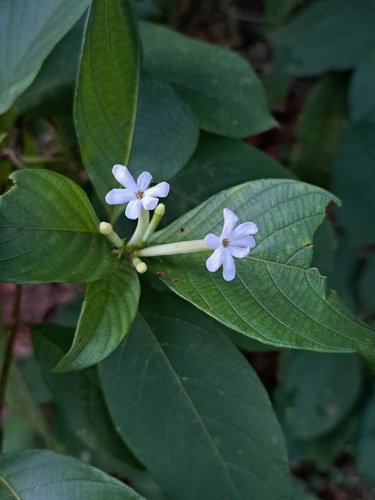 Guettarda argentea