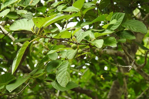 Guettarda macrosperma (Big seed velvet seed) — photo