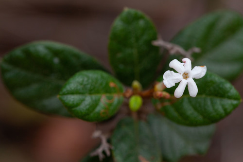 Guettarda scabra (Rough velvetseed) — photo