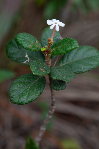Guettarda scabra (Rough velvetseed) — photo