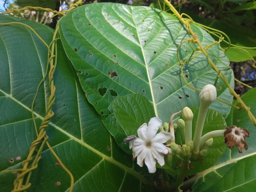 Guettarda speciosa (Beach gardenia) — photo
