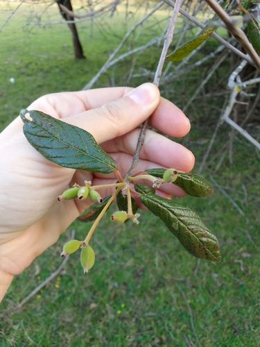 Guettarda uruguensis (Velvet seed) — photo