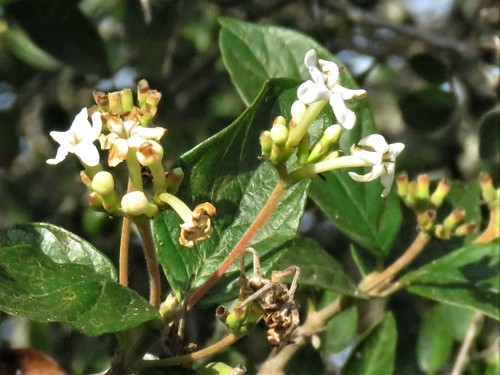 Guettarda uruguensis