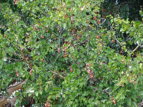 Guibourtia coleosperma (Bushman bean) — photo