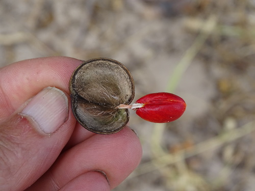 Guibourtia coleosperma (Bushman bean) — photo
