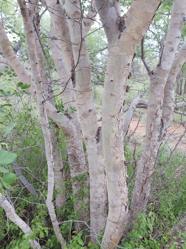 Guibourtia conjugata (Small false mopane) — photo
