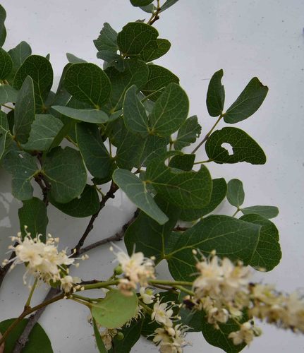 Guibourtia conjugata (Small false mopane) — photo