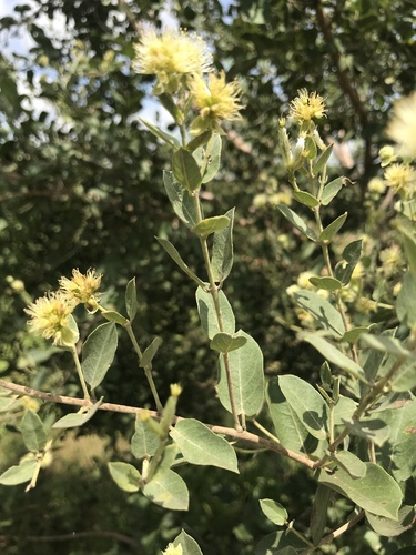 Guiera senegalensis — photo