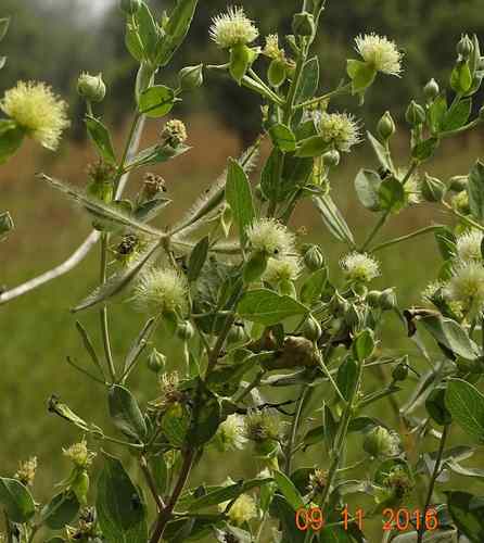 Guiera senegalensis