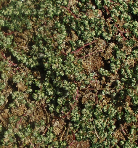 Guilleminea densa — photo