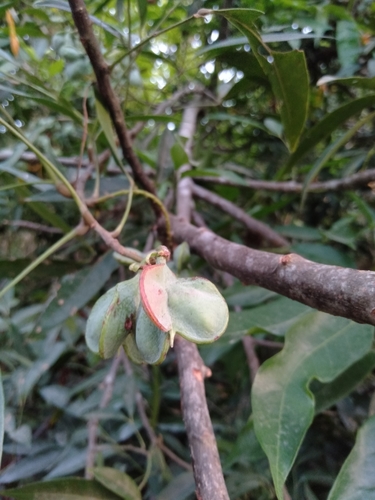 Guioa acuminata (Guioa tree) — photo