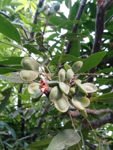 Guioa acuminata