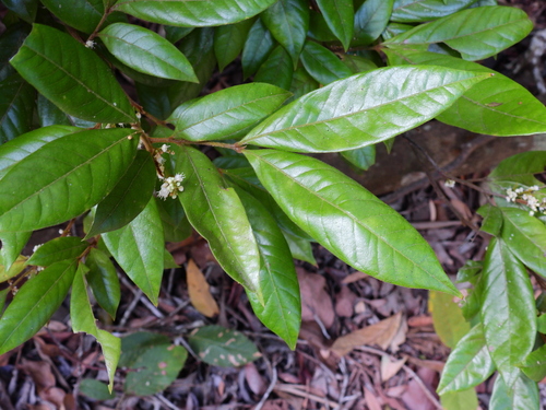 Guioa lasioneura (Silky Tamarind) — photo