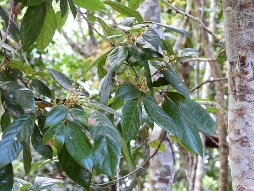 Guioa lasioneura (Silky Tamarind) — photo